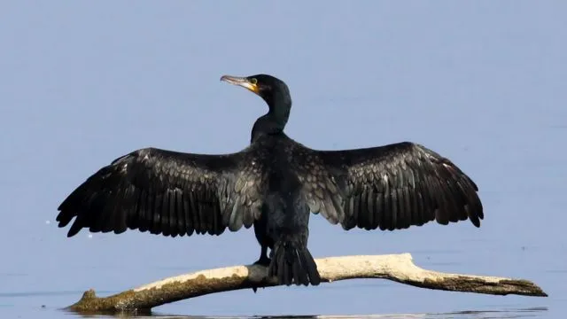 A cormorant perched on a branch over water with its wings spread to dry.