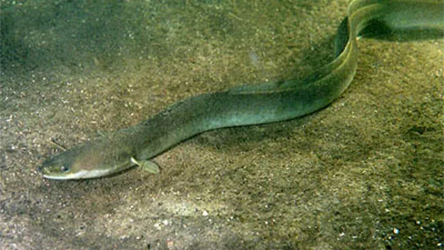 A European eel moving over a gravel riverbed.