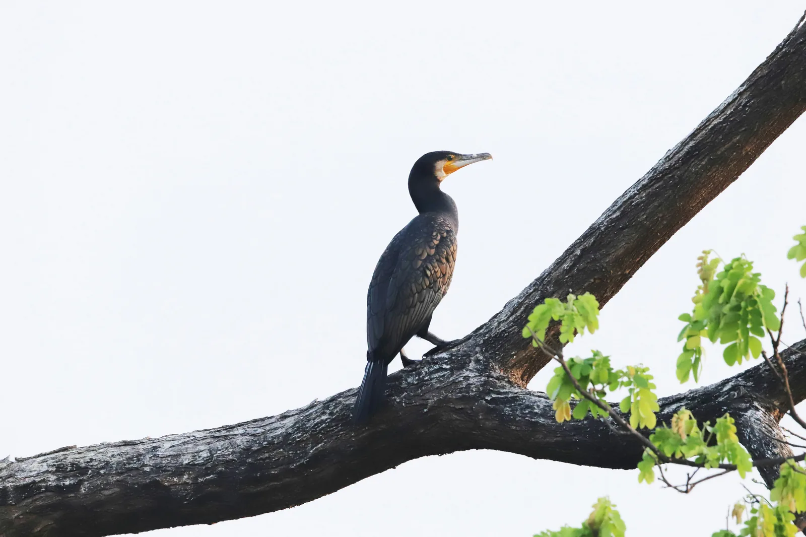 A great cormorant perched on a dark, guano-streaked branch