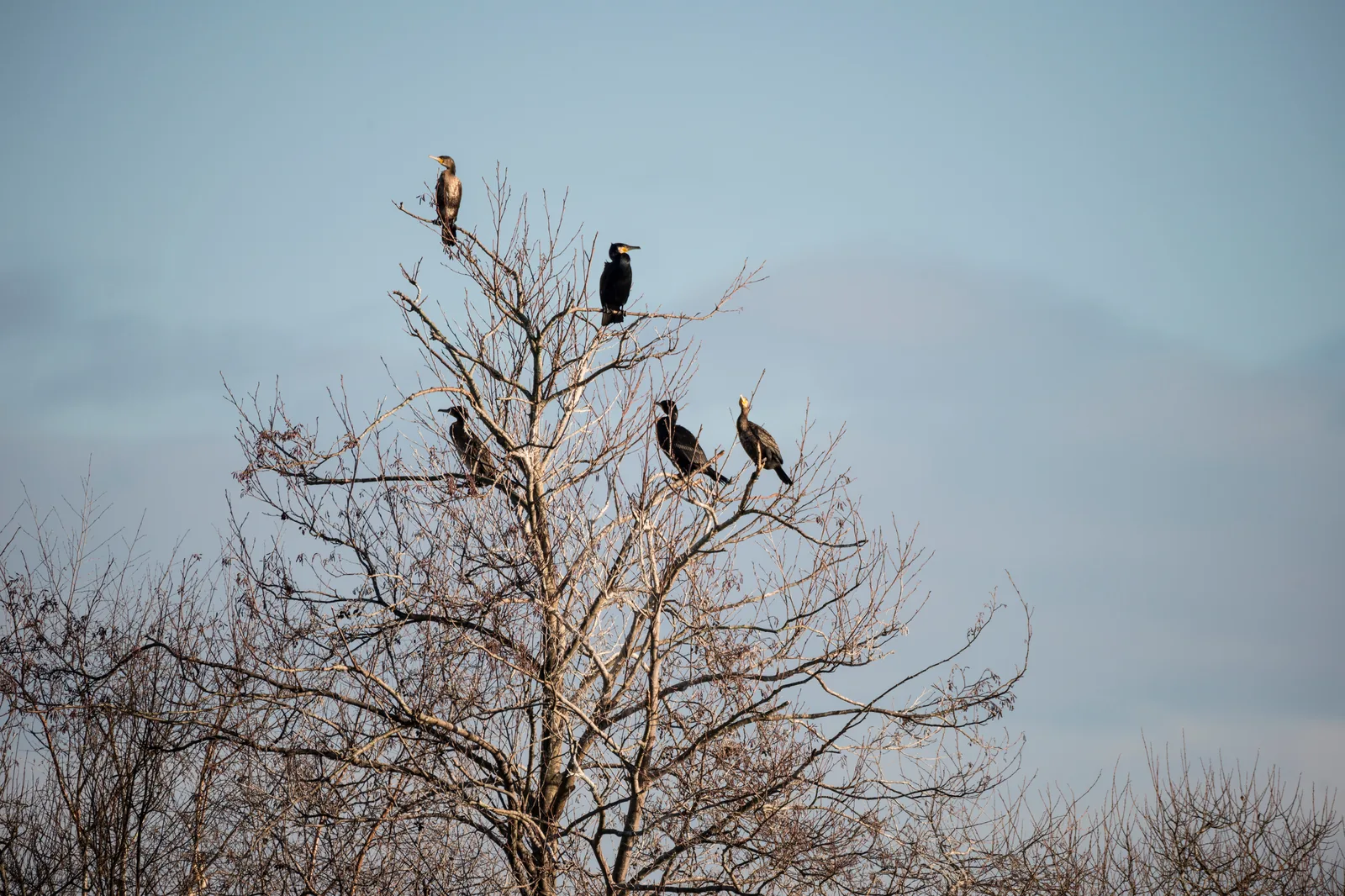 Five cormorants perched in a leafless tree against a soft sky