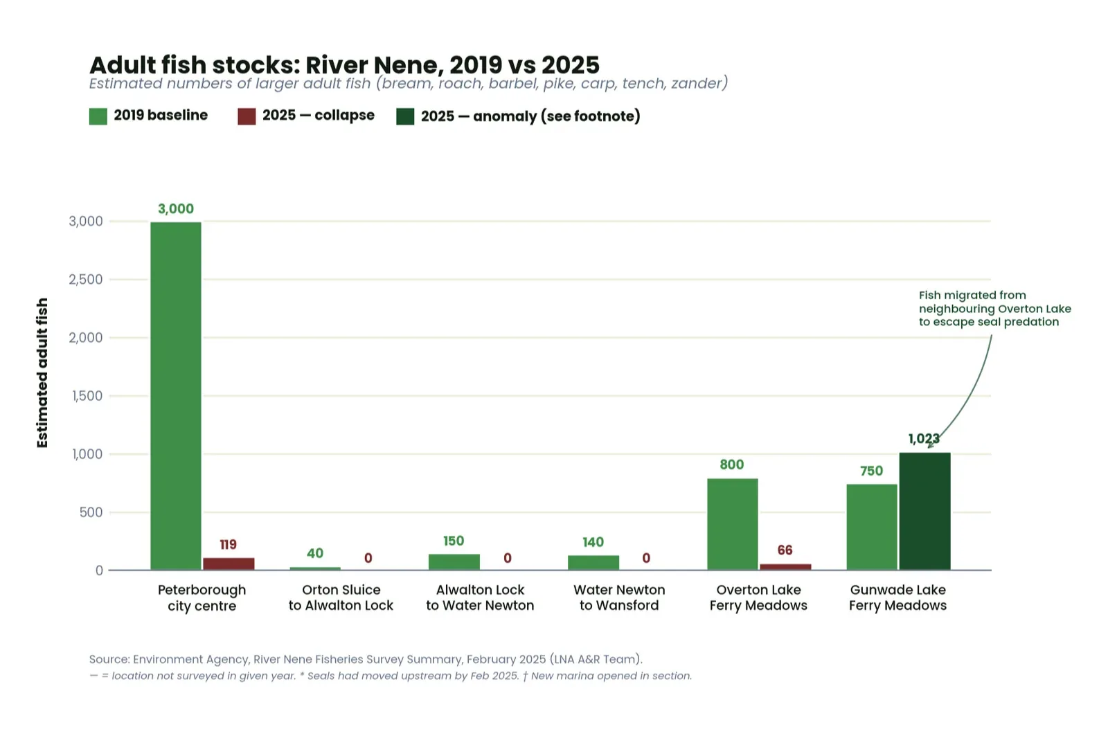 Bar chart visualising the Environment Agency River Nene Fisheries Survey data, February 2025. Estimated adult fish (bream, roach, barbel, pike, carp, tench, zander) at six locations, showing 2019 baseline against 2025 collapse. Peterborough city centre: 3,000 to 119. Orton Sluice to Alwalton Lock: 40 to 0. Alwalton Lock to Water Newton: 150 to 0. Water Newton to Wansford: 140 to 0. Overton Lake Ferry Meadows: 800 to 66. Gunwade Lake Ferry Meadows: 750 to 1,023, marked as anomaly with annotation explaining fish migrated from neighbouring Overton Lake to escape seal predation. Source: Environment Agency, River Nene Fisheries Survey Summary, February 2025 (LNA A&R Team).