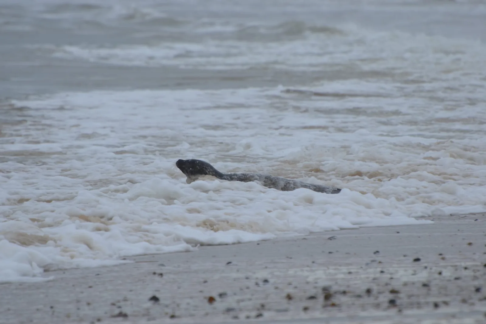 A seal being released on the coast at an established colony. The animal moves towards the surf or onto a haul-out where harbour seals are already present; the release team behind, the natural habitat ahead. The image carries the campaign's central welfare claim — that these animals belong on the coast, not on inland freshwaters.