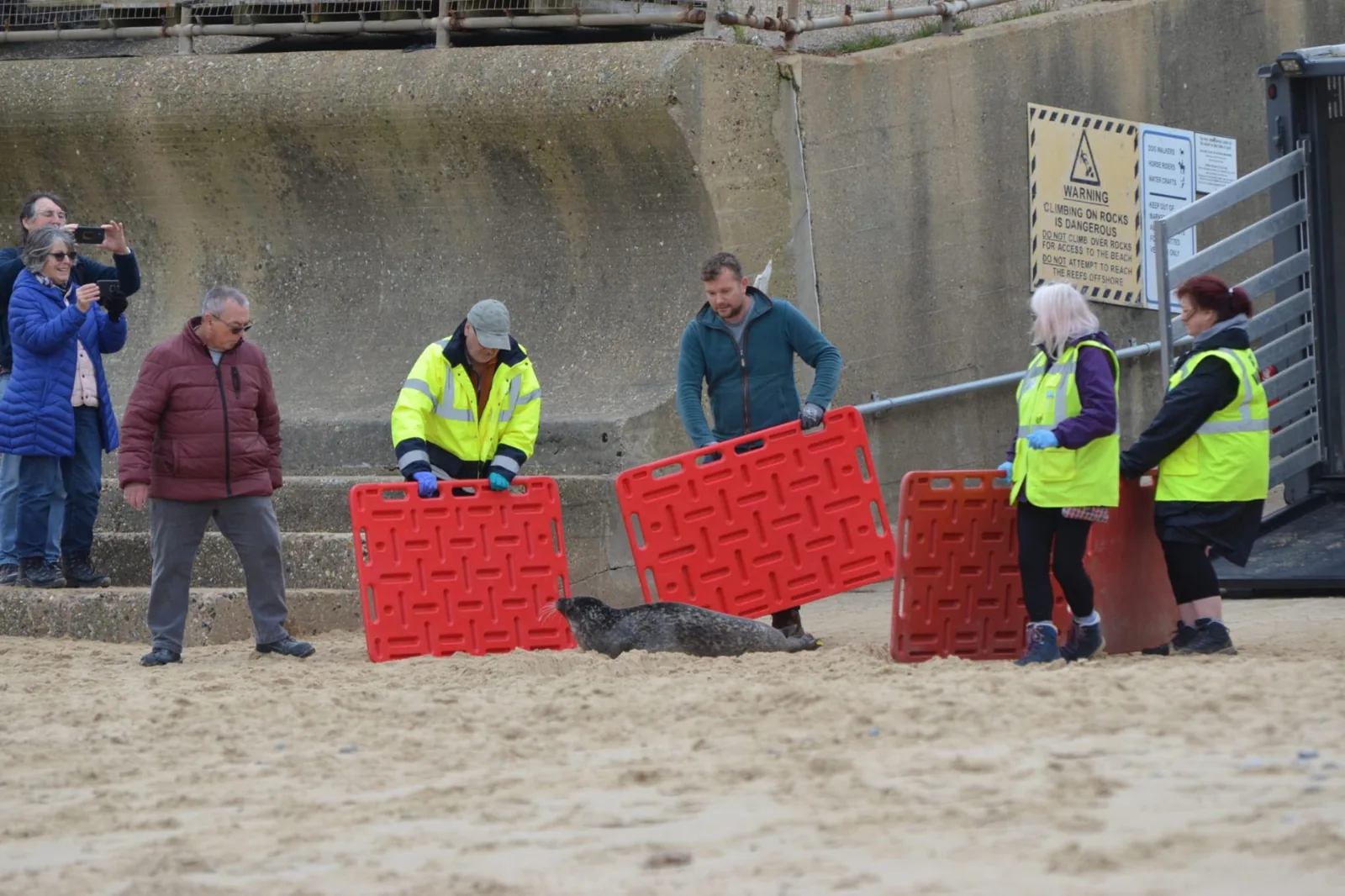 Photograph of 'Daffodil' being released at the coastal colony, September 2025. The seal moves from the carrier or stretcher towards the water at an established harbour seal haul-out on The Wash; the release team visible at a respectful distance; daylight, calm conditions, the moment of return to natural habitat.