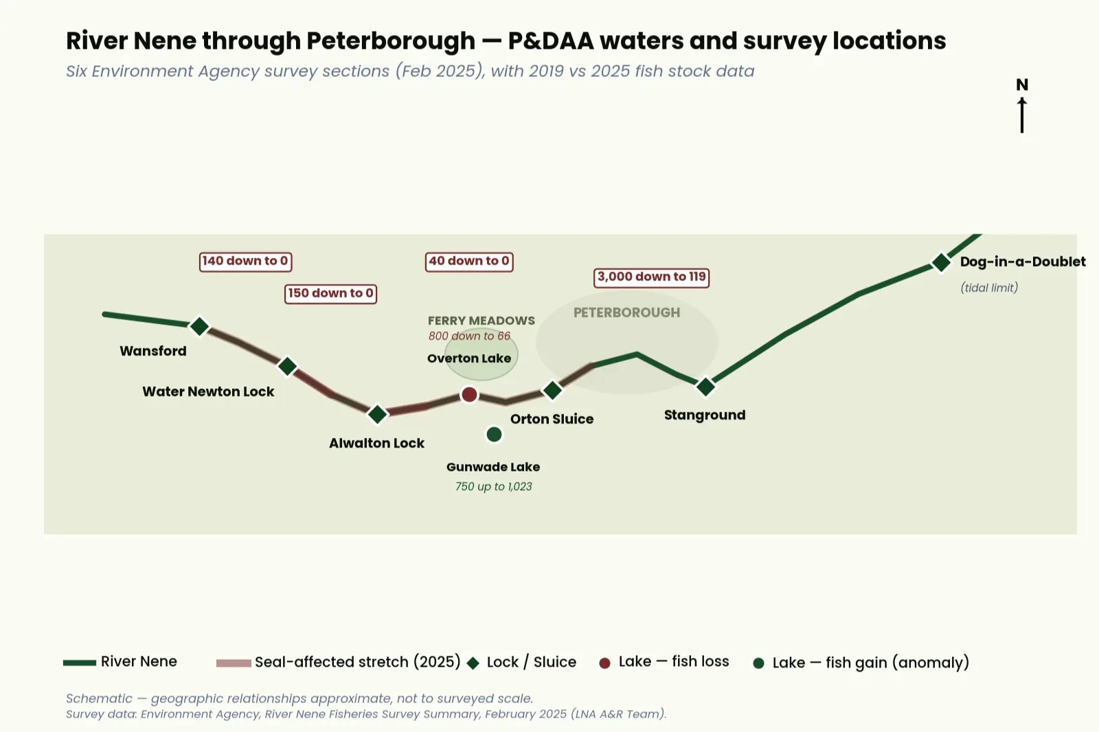 Map of the River Nene through Peterborough annotated with P&DAA stretches, key venues, and seal sighting locations. Schematic register: locks marked along the river course (Wansford, Water Newton, Alwalton, Ferry Meadows, Orton Sluice, Stanground, Dog-in-a-Doublet); Ferry Meadows lakes labelled (Overton, Gunwade); seal sighting markers distributed along the affected stretches.