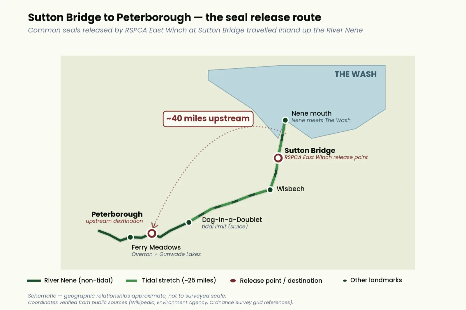 Regional map showing the Sutton Bridge release point relative to The Wash and Peterborough, illustrating the 40-mile upstream journey seals were making after release. Sutton Bridge marked 3–4 miles inland from the actual Nene mouth at the West Lighthouse on The Wash; the navigable Nene course traced upstream through Wisbech to Peterborough; established harbour seal colonies on the coast indicated for context.