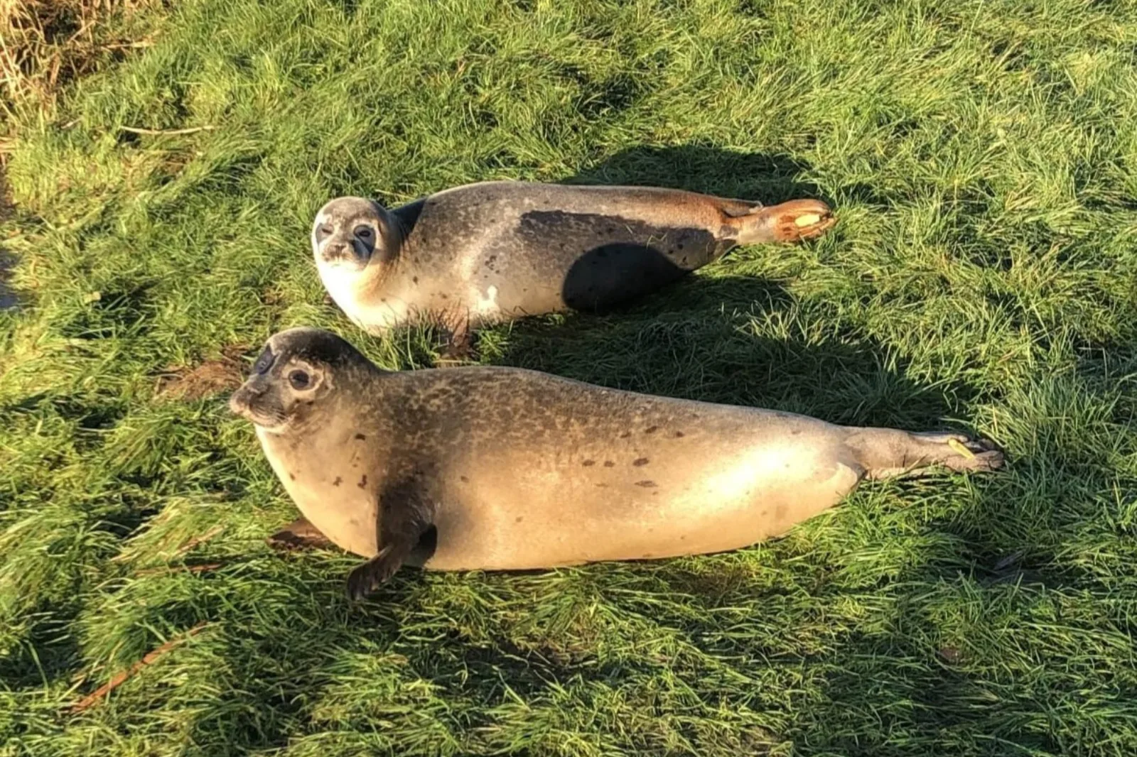 Two common seals (harbour seals) hauled out on the grass bank of the River Nene, photographed in low golden-hour sunlight. The front seal looks directly at the camera; both animals show identification tags fixed to their rear flippers. Seals on grass — yards from the water — is itself anomalous and visible evidence that these animals were behaving as residents rather than passing transients. The tags are the link between this sighting and the RSPCA East Winch release record.