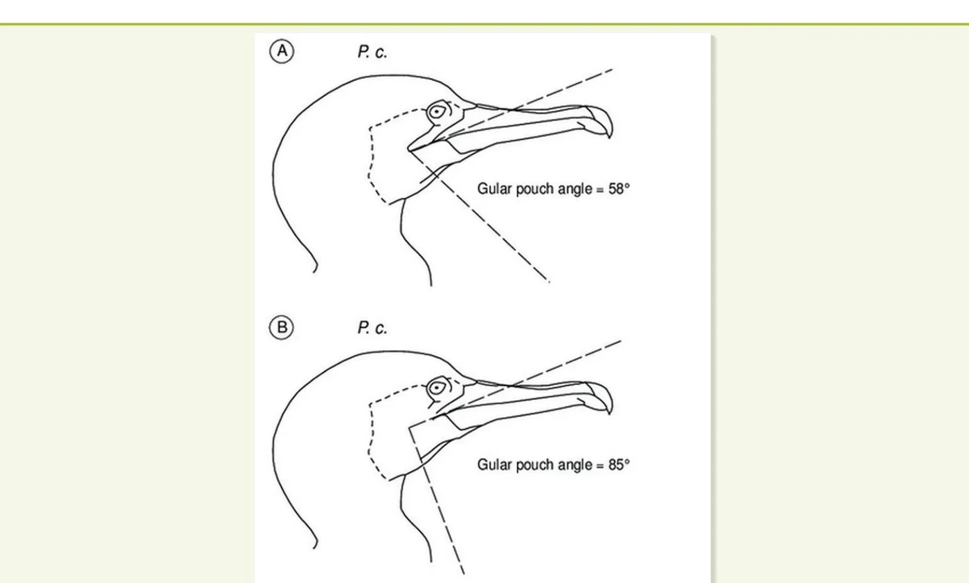 Two line drawings of cormorant heads in profile, one with a gular pouch angle of 58 degrees and one of 85 degrees.