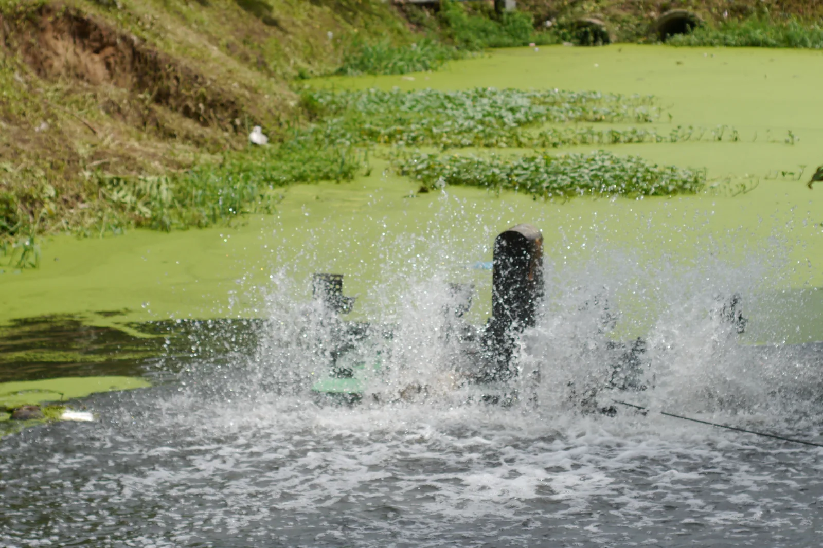 A paddle aerator throwing up spray on a pond with an algae-covered green surface visible in the background