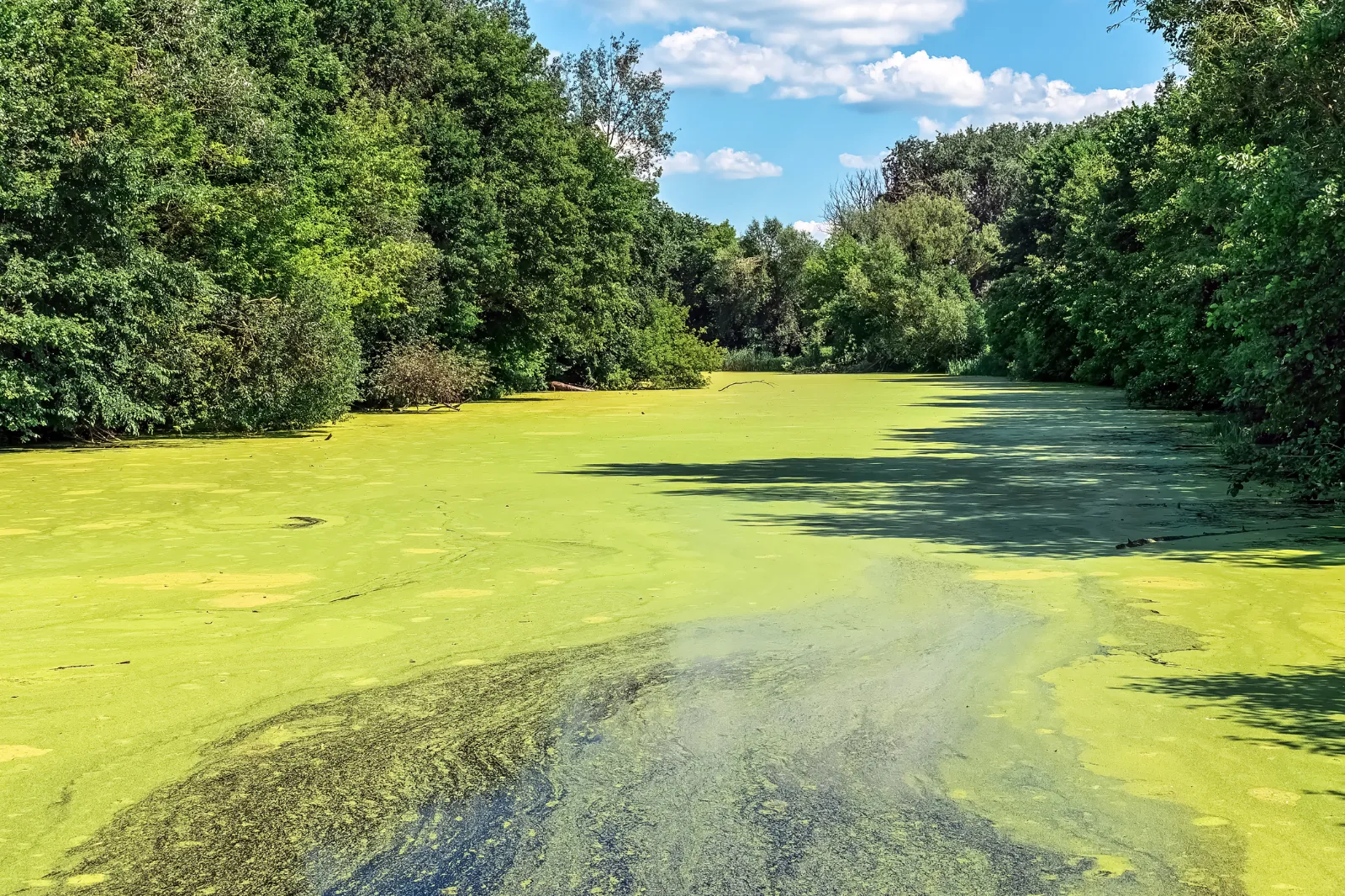 A pond surface covered in bright green algae bloom under summer sky, flanked by trees