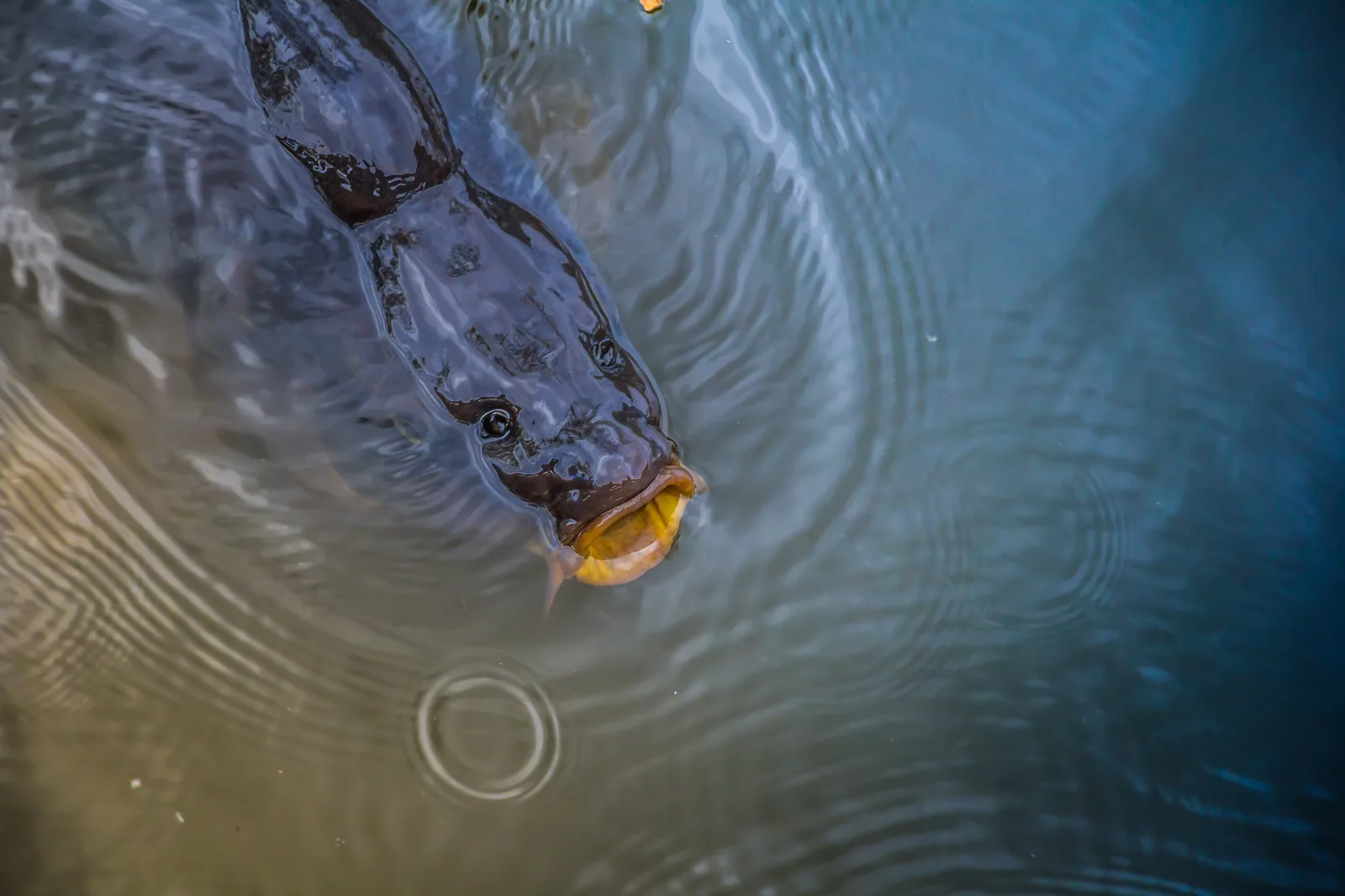 A carp at the water surface with its mouth open, gulping air, ripples spreading around it