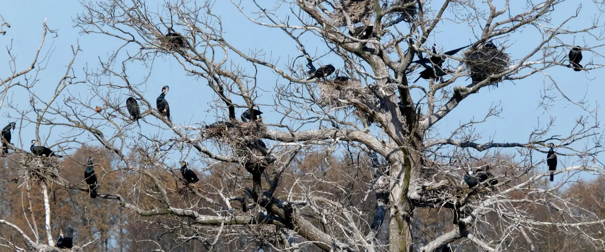 Cormorants roosting in trees